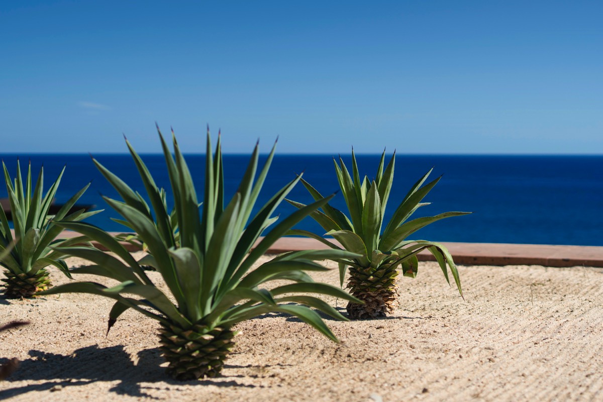 Los-Cabos-Luxury-Real-Estate-Photogrpahy-Casa-Noble-15-Agaves