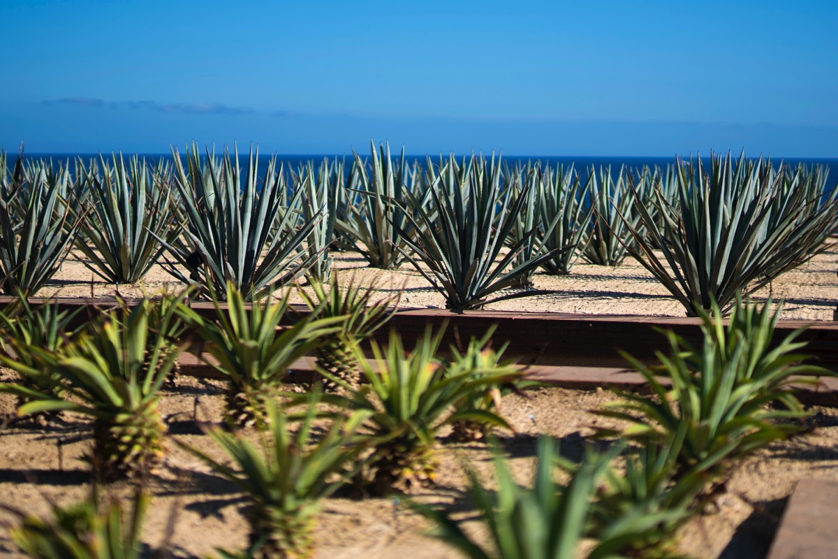 Los-Cabos-Luxury-Real-Estate-Photogrpahy-Casa-Noble-30-Agaves